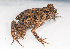  ( - IRD EAA347.2)  @11 [ ] CreativeCommons  Attribution Non-Commercial Share-Alike (2014) Evy Arida Indonesian Institute of Sciences, Museum Zoologicum Bogoriense