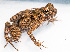  ( - IRD EAA533.2)  @11 [ ] CreativeCommons  Attribution Non-Commercial Share-Alike (2014) Evy Arida Indonesian Institute of Sciences, Museum Zoologicum Bogoriense