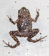  ( - IRD EAA347.2)  @11 [ ] CreativeCommons  Attribution Non-Commercial Share-Alike (2014) Evy Arida Indonesian Institute of Sciences, Museum Zoologicum Bogoriense