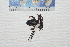  ( - IRD EAA348.2)  @11 [ ] CreativeCommons  Attribution Non-Commercial Share-Alike (2014) Evy Arida Indonesian Institute of Sciences, Museum Zoologicum Bogoriense
