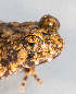  ( - IRD EAA349.2)  @11 [ ] CreativeCommons  Attribution Non-Commercial Share-Alike (2014) Evy Arida Indonesian Institute of Sciences, Museum Zoologicum Bogoriense