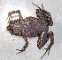  ( - IRD EAA349.2)  @11 [ ] CreativeCommons  Attribution Non-Commercial Share-Alike (2014) Evy Arida Indonesian Institute of Sciences, Museum Zoologicum Bogoriense