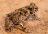  ( - IRD EAA349.2)  @11 [ ] CreativeCommons  Attribution Non-Commercial Share-Alike (2014) Evy Arida Indonesian Institute of Sciences, Museum Zoologicum Bogoriense