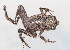  ( - IRD EAA350.2)  @11 [ ] CreativeCommons  Attribution Non-Commercial Share-Alike (2014) Evy Arida Indonesian Institute of Sciences, Museum Zoologicum Bogoriense