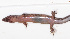  (Sphenomorphinae - IRD EAA394.2)  @11 [ ] CreativeCommons  Attribution Non-Commercial Share-Alike (2014) Evy Arida Indonesian Institute of Sciences, Museum Zoologicum Bogoriense