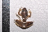  ( - IRD EAA453.2)  @11 [ ] CreativeCommons  Attribution Non-Commercial Share-Alike (2014) Evy Arida Indonesian Institute of Sciences, Museum Zoologicum Bogoriense