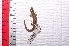  (Eugongylinae - IRD EAA542.2)  @11 [ ] CreativeCommons  Attribution Non-Commercial Share-Alike (2014) Evy Arida Indonesian Institute of Sciences, Museum Zoologicum Bogoriense