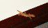  (Gehyra - IRD EAA377.2)  @11 [ ] CreativeCommons  Attribution Non-Commercial Share-Alike (2014) Evy Arida Indonesian Institute of Sciences, Museum Zoologicum Bogoriense