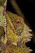  (Amphibolurinae - IRD EAA286.2)  @11 [ ] CreativeCommons  Attribution Non-Commercial Share-Alike (2014) Evy Arida Indonesian Institute of Sciences, Museum Zoologicum Bogoriense