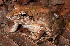  (Litoria infrafrenata - IRD EAA409.2)  @11 [ ] CreativeCommons  Attribution Non-Commercial Share-Alike (2014) Evy Arida Indonesian Institute of Sciences, Museum Zoologicum Bogoriense