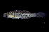  ( - IRD BIF4026.2)  @11 [ ] CreativeCommons  Attribution Non-Commercial Share-Alike (2016) Nicolas HUBERT IRD
