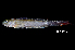  ( - IRD BIF4099.2)  @11 [ ] CreativeCommons  Attribution Non-Commercial Share-Alike (2016) Nicolas HUBERT IRD