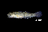  ( - IRD BIF5224.2)  @11 [ ] CreativeCommons  Attribution Non-Commercial Share-Alike (2016) Nicolas HUBERT IRD