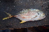  ( - AB-011)  @11 [ ] Copyright (c) (2021) Pieter-Jan Keleman School of Agronomy, University of Lisbon
