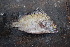  ( - AB-016)  @11 [ ] Copyright (c) (2021) Pieter-Jan Keleman School of Agronomy, University of Lisbon