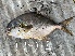  ( - ELA2.1)  @11 [ ] Copyright (c) (2021) Pieter-Jan Keleman School of Agronomy, University of Lisbon