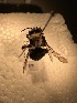  ( - Anthophora abrupta col 070821 seq 080122)  @11 [ ] CreativeCommons - Attribution Share-Alike (2022) Unspecified Central College