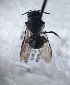  ( - Osmia albiventris col 062921 seq 080222)  @11 [ ] CreativeCommons - Attribution Share-Alike (2022) Unspecified Central College