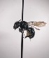  ( - Osmia albiventris col 062921 seq 080222)  @11 [ ] CreativeCommons - Attribution Share-Alike (2022) Unspecified Central College
