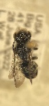  ( - Megachile campanulae coll 06282022 seq 07262022)  @11 [ ] CreativeCommons - Attribution Share-Alike (2022) Unspecified Central College
