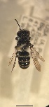  ( - Megachile campanulae col 07082021 seq 08012022)  @11 [ ] CreativeCommons - Attribution Share-Alike (2022) Unspecified Central College