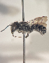  ( - Megachile campanulae col 07082021 seq 08012022)  @11 [ ] CreativeCommons - Attribution Share-Alike (2022) Unspecified Central College
