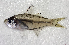  ( - BIM F-168)  @11 [ ] CreativeCommons - Attribution Share-Alike (2022) Unspecified Israel Oceanographic and Limnological Research