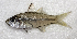  ( - BIM F-171)  @11 [ ] CreativeCommons - Attribution Share-Alike (2022) Unspecified Israel Oceanographic and Limnological Research