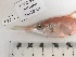  ( - BIM DS-271)  @11 [ ] Copyright (2019) Stern N. Israel Oceanographic and Limnological Research