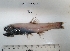  (Lampanyctus crocodilus - BIM DS 12)  @13 [ ] No Rights Reserved (2013) Guy Paz IOLR