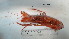  ( - BIM DS 13)  @11 [ ] No Rights Reserved (2013) Guy Paz IOLR