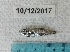  ( - BIM F-103)  @11 [ ] Copyright (2019) Stern N. Israel Oceanographic and Limnological Research