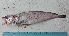  ( - BIM F-111)  @11 [ ] Copyright (2019) Stern N. Israel Oceanographic and Limnological Research