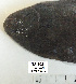  ( - BIM NA-503)  @11 [ ] Copyright (c) (2021) Paz G. Israel Oceanographic and Limnological Research