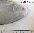  ( - BIM NA-503)  @11 [ ] Copyright (c) (2021) Paz G. Israel Oceanographic and Limnological Research