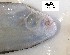  ( - BIM NA-504)  @11 [ ] Copyright (c) (2021) Paz G. Israel Oceanographic and Limnological Research