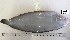  ( - BIM NA-504)  @11 [ ] Copyright (c) (2021) Paz G. Israel Oceanographic and Limnological Research