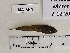  (Callionymus risso - BIM NA-564)  @11 [ ] Copyright (c) (2021) Paz G. Israel Oceanographic and Limnological Research
