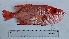  ( - Pacanthus4)  @11 [ ] CreativeCommons - Attribution Share-Alike (2025) Unspecified Israel Oceanographic and Limnological Research