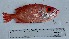  ( - Pacanthus8)  @11 [ ] CreativeCommons - Attribution Share-Alike (2025) Unspecified Israel Oceanographic and Limnological Research