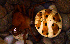  (Encyosaccus - MECN_AR_112)  @11 [ ] CC-BY-NC-ND (2024) INABIO INABIO