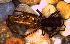  (Edricus - MECN_AR_1417)  @11 [ ] CC-BY-NC-ND (2024) INABIO INABIO