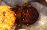  (Scoloderus - MECN_AR_1517)  @11 [ ] CC-BY-NC-ND (2024) INABIO INABIO