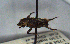  (Eurysternus lanuginosus - MECN_CO_1090)  @11 [ ] CC-BY-NC-ND (2024) INABIO INABIO