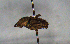  (Eurysternus hirtellus - MECN_CO_1751)  @11 [ ] CC-BY-NC-ND (2024) INABIO INABIO