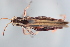  (Baeacris - MECN_EN_29761)  @11 [ ] CC-BY-NC-ND (2025) INABIO INABIO