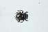  (Canthon quadriguttatus - MECN_EN_36261)  @11 [ ] CC-BY-NC-ND (2024) INABIO INABIO