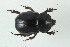  (Bothynus lancifer - MECN_EN_39927)  @11 [ ] CC-BY-NC-ND (2024) INABIO INABIO