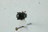  (Canthidium aff. pseudoaurifex - MECN_EN_41151)  @11 [ ] CC-BY-NC-ND (2024) INABIO INABIO