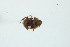  (Neoathyreus versicolor - MECN_EN_41154)  @11 [ ] CC-BY-NC-ND (2024) INABIO INABIO